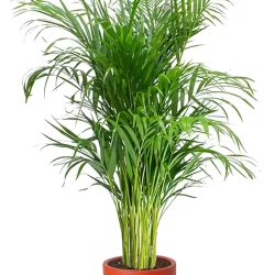 Areca Palm Dolgun Form Areka Palmiyesi Ev Ofis Salon Bitkisi 90-100 cm