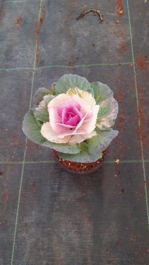 Süs Lahanası Pembe Renk Fuchsia Lux Dekoratif Hediyelik Bitki - Görsel 2