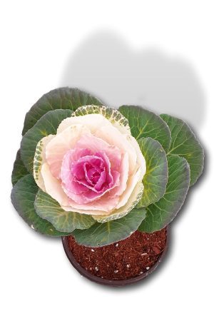 Süs Lahanası Pembe Renk Fuchsia Lux Dekoratif Hediyelik Bitki