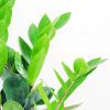 Zamioculcas Zamiifolia (Zeze Çiçeği) - Ev Ofis Salon Iç Mekan Bitkisi - 40 Cm - Görsel 2