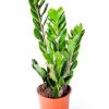 Zamioculcas Zamiifolia (Zeze Çiçeği) - Ev Ofis Salon Iç Mekan Bitkisi - 40 Cm