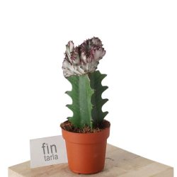 Euphorbia Lactea Cristata Özel Tür Aşılı Kaktüs