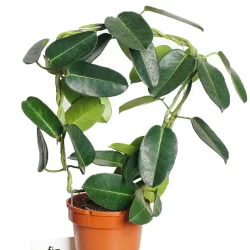 Madagaskar Jasmine Kokulu Gelin Mum Çiçeği