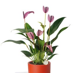 Anthurium Andraeanum Lila Antoryum 35-40 cm