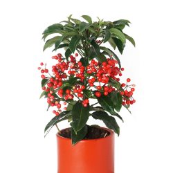 Ardisia Bospremium Coral Berry Ateş Kirazı Yılbaşı Ağacı Çiçeği
