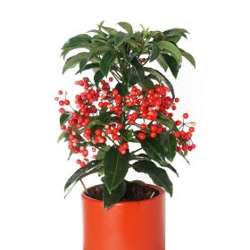 Ardisia Bospremium Coral Berry Ateş Kirazı Yılbaşı Ağacı Çiçeği
