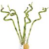Şans Bambusu Lucky Bamboo 3 Adet - Görsel 2