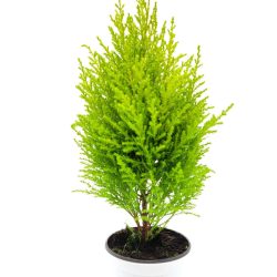 Lemon Cypress Limoni Servi Altın Gerçek Çam  30-40 cm