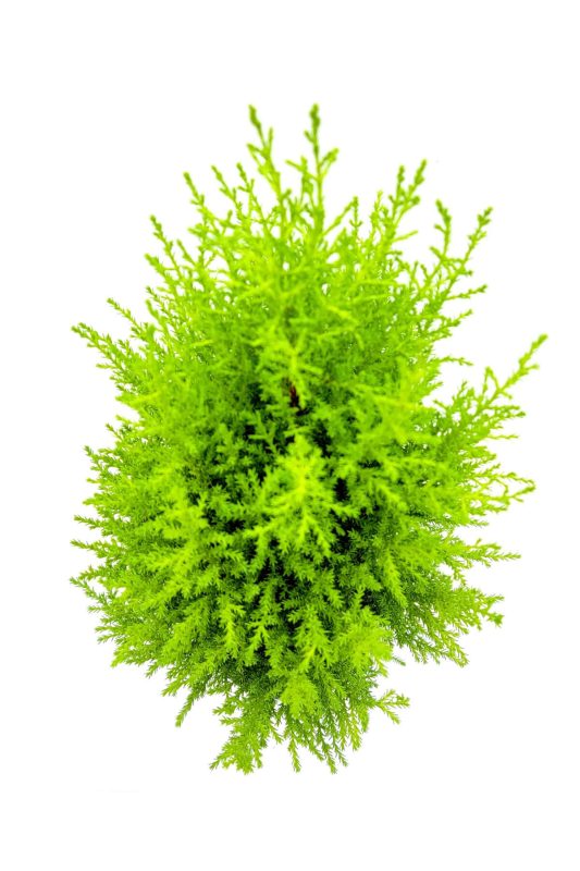 Fintarla