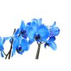 Phalaenopsis Magic Blue Orkide 60-80 cm Mavi Renkli Çift Dallı Orkide Ithal Ofis Ev Dekoru Hediyesi - Görsel 2