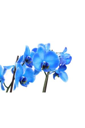 Phalaenopsis Magic Blue Orkide 60-80 cm Mavi Renkli Çift Dallı Orkide Ithal Ofis Ev Dekoru Hediyesi - Görsel 2