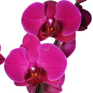 Phalaenopsis Purple Mor Orkide Çiçeği 60-80 Cm 2 Dallı - Görsel 2