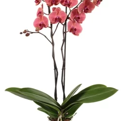 Phalaenopsis Asian Coral Ithal Çift Dallı Mercan Orkide 60-80cm Ev Ofis Bitkisi