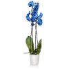 Phalaenopsis Magic Blue Orkide 60-80 cm Mavi Renkli Çift Dallı Orkide Ithal Ofis Ev Dekoru Hediyesi