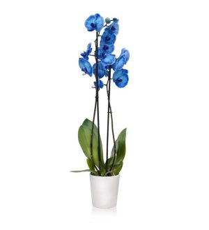 Phalaenopsis Magic Blue Orkide 60-80 cm Mavi Renkli Çift Dallı Orkide Ithal Ofis Ev Dekoru Hediyesi