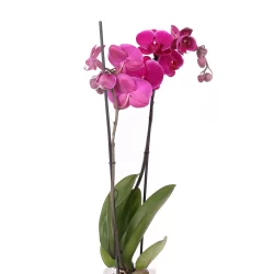 Phalaenopsis Purple Mor Orkide Çiçeği 60-80 Cm 2 Dallı