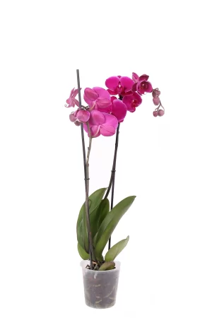 Phalaenopsis Purple Mor Orkide Çiçeği 60-80 Cm 2 Dallı