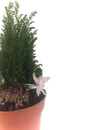 New Year Gift Yeni Yıl Çam Aranjmanı - Görsel 3