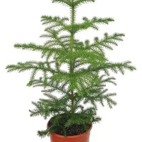 Yılbaşı Ağacı Arokarya Araucaria 60-70 cm Salon Çamı