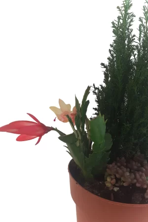 New Year Gift Yeni Yıl Çam Aranjmanı - Görsel 2