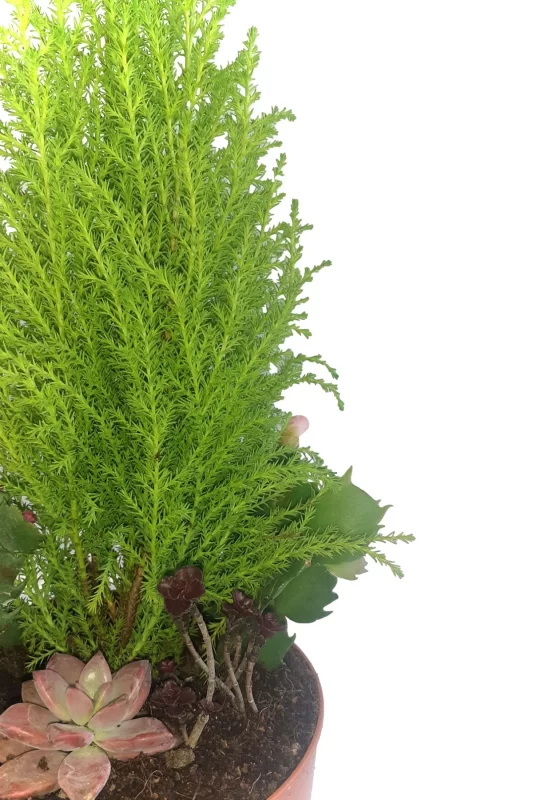 Fintarla