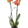 Phalaenopsis Surf Song Turuncu İthal Orkide