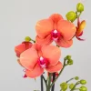 Phalaenopsis Surf Song Turuncu İthal Orkide - Görsel 3