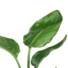 Strelitzia Nicolai - Starliçe Cennet Kuşu Bitkisi - 2 Köklü - 80-100 cm - Görsel 2