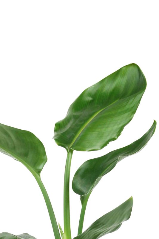 Fintarla