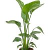 Strelitzia Nicolai - Starliçe Cennet Kuşu Bitkisi - 2 Köklü - 80-100 cm