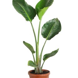 Strelitzia Nicolai - Starliçe Cennet Kuşu Bitkisi - 80-100 cm