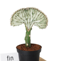 Euphorbia Lactea Cristata Aşılı Kaktüs