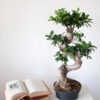S-Form Gövde Bonsai Ağacı 50-60 cm (Ficus Microcarpa Ginseng) - Görsel 3