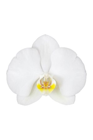 Phalaenopsis Cascade Orchid Beyaz Şelale Çember Orkide Salon Bitkisi - Görsel 2
