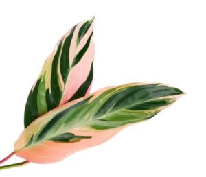 Calathea Triostar (Dua Çiçeği) - Görsel 2