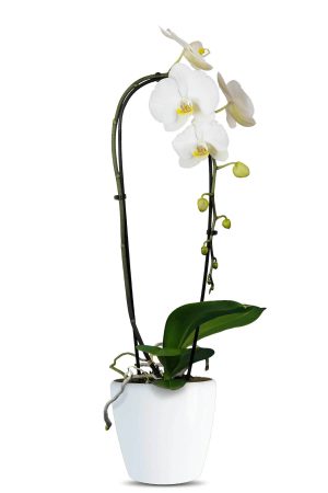 Phalaenopsis Cascade Orchid Beyaz Şelale Çember Orkide Salon Bitkisi