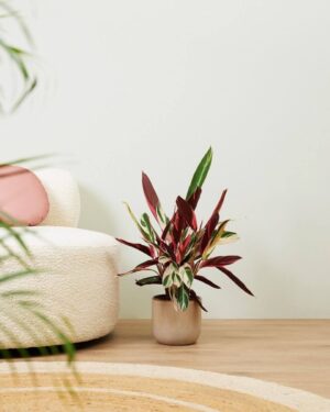 Calathea Triostar (Dua Çiçeği) - Görsel 3