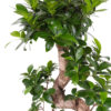 S-Form Gövde Bonsai Ağacı 50-60 cm (Ficus Microcarpa Ginseng) - Görsel 2