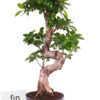 S-Form Gövde Bonsai Ağacı 50-60 cm (Ficus Microcarpa Ginseng)
