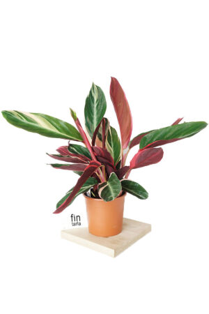 Calathea Triostar (Dua Çiçeği)