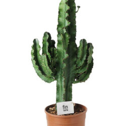 Euphorbia Erytrea Cactus Kovboy Kaktüs - 50-60 cm