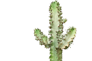 Euphorbia Ingens Marmorata Variegata Büyük Boy Kovboy Kaktüs 50-60 cm - Görsel 2