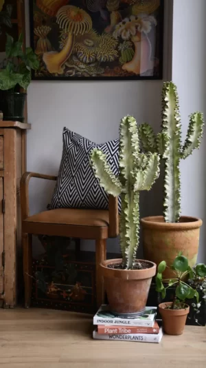 Euphorbia Ingens Marmorata Variegata Büyük Boy Kovboy Kaktüs 50-60 cm - Görsel 3