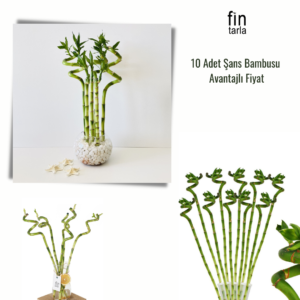 Şans Bambusu Dal Bambu Lucky Bamboo 50-60 Cm Avantajlı Fiyat 10 Adet Salon Ev Bitkisi - Görsel 2