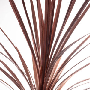 Kızıl Kordilin Şans Bitkisi Cordyline Australis Red Star - Görsel 2