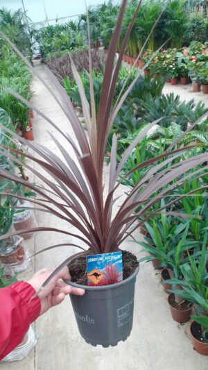 Kızıl Kordilin Şans Bitkisi Cordyline Australis Red Star - Görsel 3