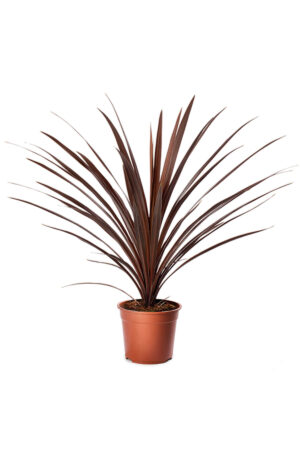 Kızıl Kordilin Şans Bitkisi Cordyline Australis Red Star