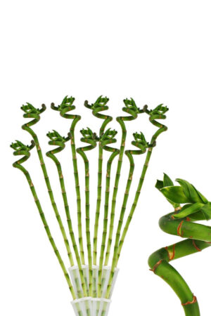 Şans Bambusu Dal Bambu Lucky Bamboo 50-60 Cm Avantajlı Fiyat 10 Adet Salon Ev Bitkisi