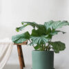 Büyük Boy Calathea Orbifolia (Dua Çiçeği) - Görsel 3