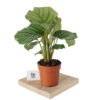 Büyük Boy Calathea Orbifolia (Dua Çiçeği)
